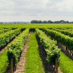 Cuidados de las viñas en la Rioja Alavesa