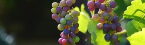 Cómo saber si tu uva es de calidad