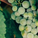 Diferencia vino ecologico y vino tradicional